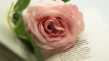Thumbnail image for Emotional Literacy