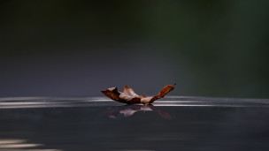 Thumbnail image for Leaves in the Stream