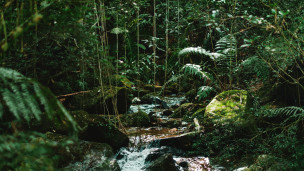 Thumbnail image for Reconnect with the Rainforest Sleep Story