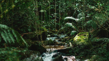 Reconnect with the Rainforest Sleep Story