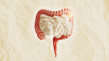 Thumbnail image for What Exactly is the "Gut"?
